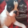 bostonterrierstweettoo's profile picture
