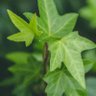 Green world, blue vote's profile picture