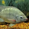 Anak Ikan Nila 的头像