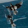 Profilbild von Rocky_shot