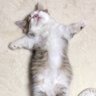 しまにゃん 的头像