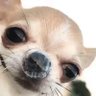 Profilbild von Yodel