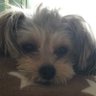 ハル's profile picture