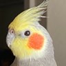 空飛ぶソラ's profile picture