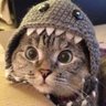 Profilbild von WhatDaCat (the Sagittarius kitty ♐)