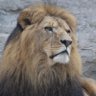 Rubicon's profile picture