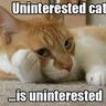 Uninterested Cat - Cheese Enthusiast profil fotoğrafı