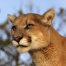 Cougs vs Everybody profil fotoğrafı