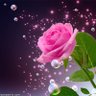 همس المشاعر profil fotoğrafı