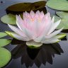 Rohit Daftary 的头像