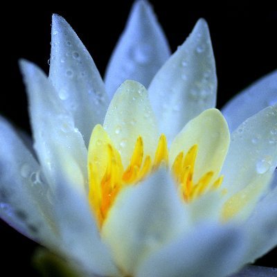 fujiyamaphoto's profile picture