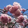 SAKURA 的头像