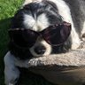 HIS10RY🏆👑❤️🇪🇸🐶🐾😢🌈💔's profile picture