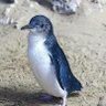 Hipenguin's profile picture