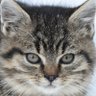 暗月の猫's profile picture