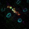 Ana Rosalind Franklin's profile picture