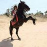 Amir_Belqasem_Al Barassi 🇱🇾's profile picture