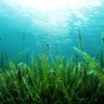 Фото профиля seaweedgod