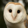 Barn Owl_仓鸮 的头像