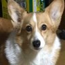 corgi_xfa's profile picture