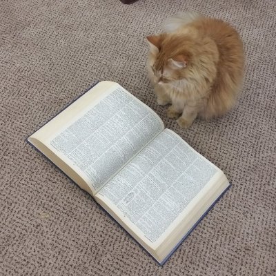 TranslatedCats's profile picture