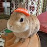きなこもち。 的头像