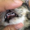 Si.Kucing.Rongak's profile picture