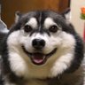 katsura profil fotoğrafı