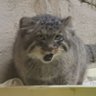 y kashihara's profile picture