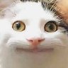 ねこにゃんこ profil fotoğrafı