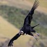 Profilbild von IearnCondor