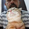 Tapas Sharma's profile picture