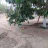 عبدالله الغامدي 的头像