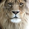 اصيل يمني عراقي profil fotoğrafı