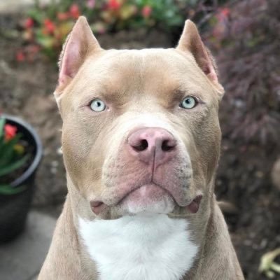nowthatsbully's profile picture
