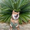 ゴマ柴 ごまる's profile picture