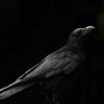 Profilbild von Sky🦅