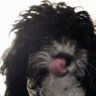 doglover's profile picture