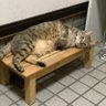 まろん profil fotoğrafı