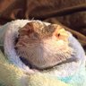 Profilbild von ピヨ山ピヨ彦(生き物垢)