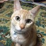 Фото профиля ペペたん🐱