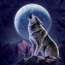 moonwolf profil fotoğrafı