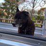 片耳の甲斐's profile picture
