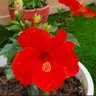 Ashish kumar profil fotoğrafı