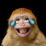 mescojono's profile picture