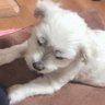 ゆったん 🐶🐾's profile picture