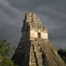Ara Guatemalensis profil fotoğrafı