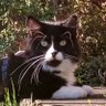 Crisfabgo's profile picture