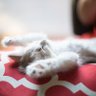 へたれ猫's profile picture