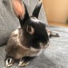 スイ🐰 profil fotoğrafı